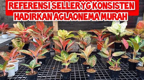 Referensi Seller Aglaonema Yg Selalu Konsiten Dengan Harga Murah Harga