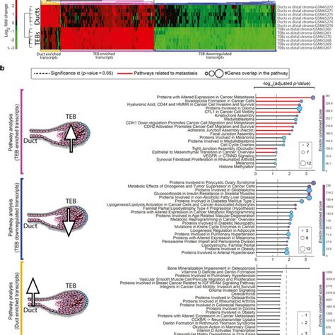 Pathway Analysis Of Differentially Expressed Genes From Table 1 In Download Scientific