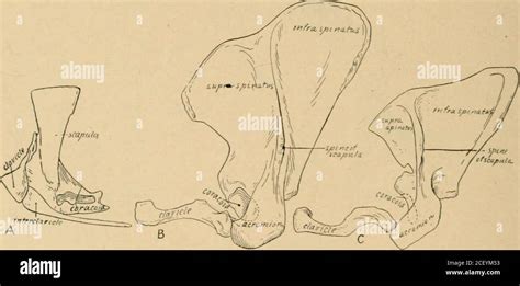 . Guide leaflet. Fig. 12. SKELETON OF MOSCHOPS CAPENSIS BROOM. In this ...