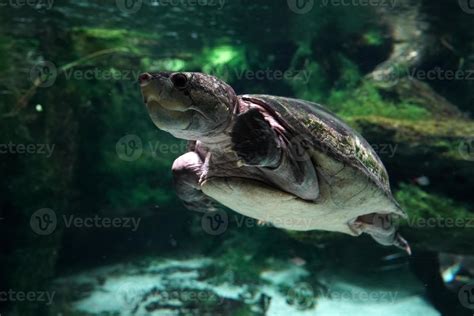 big headed amazon river turtle underwater 18750571 Stock Photo at Vecteezy