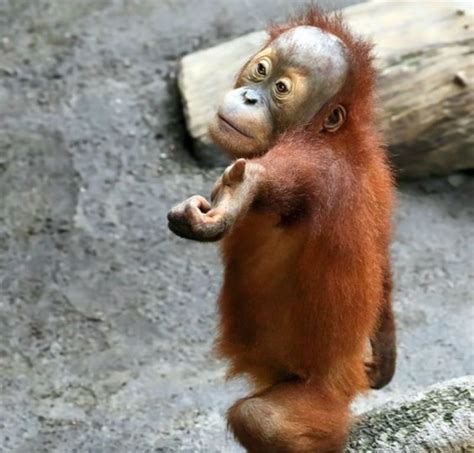 Жизнь замечательных обезьян • Страница 12 из 50 • Newsalbum.net