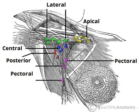 Armpit Lymph Nodes Diagram Swollen Lymph Nodes Armpit