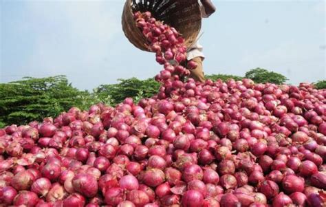 Onion Farming Information Guide For Beginners Asia Farming