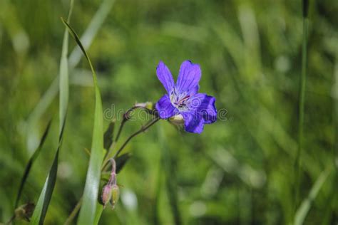 Cranesbill De Madera Geranio Del Arbolado Sylvaticum Del Geranio Foto