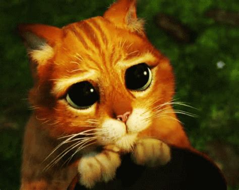 Pretty Please Cat Sad Eyes GIF | GIFDB.com