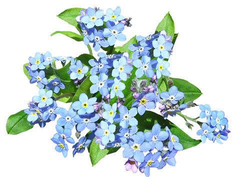 Forget Me Not Png Hd Transparent Forget Me Not Hdpng Images Pluspng