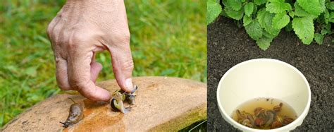 Getting Rid Of Snails And Slugs In The Garden