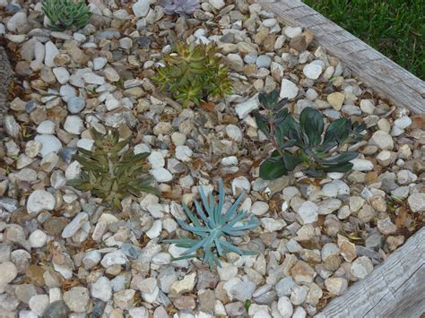 A Few of My Favorite Things: Front Yard Succulents