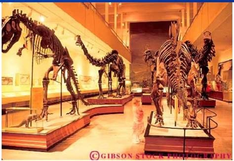 carnegie dinosaur hall by giantmonster77 on DeviantArt