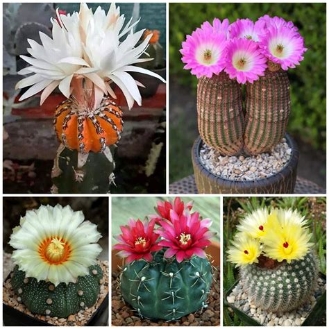 Unlock The Secret To Growing Stunning Cactus Flowers Redboth