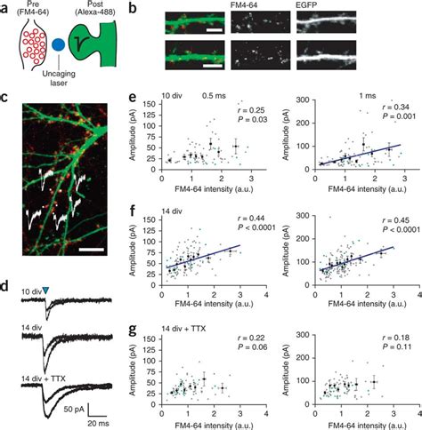 Activity Dependent Matching Of Synaptic Function During Synapse