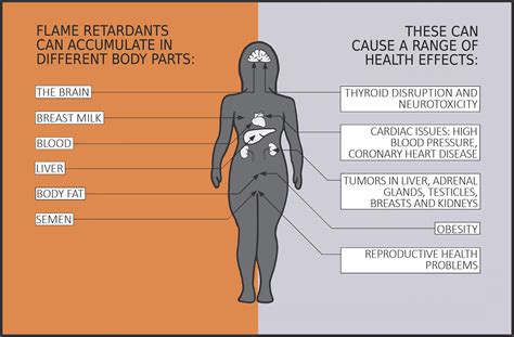 What Are Endocrine Disrupting Chemicals Endocrine Disruptors Action