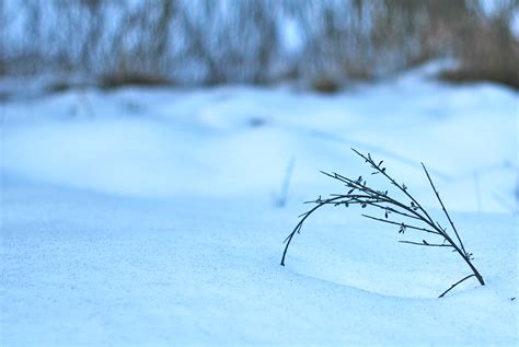 Bakgrundsbilder natur gräs himmel snö vinter gren is Frost