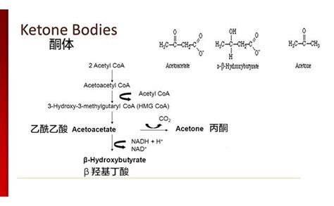 【生酮入门】如何测量酮体 - 知乎