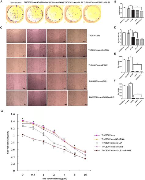 Evaluation Of Malignant Behaviors After Knocking Down PKM2 GLS1