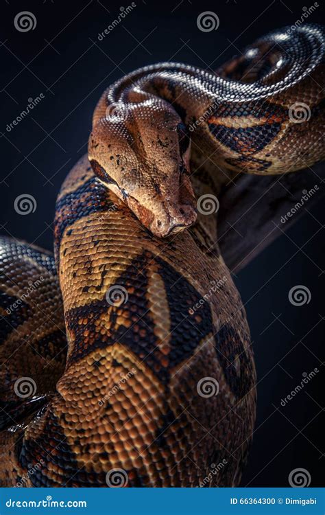 Serpiente En Fondo Negro Foto De Archivo Imagen De Leng Eta