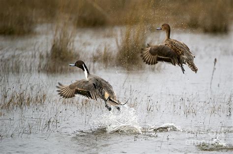 Northern Pintail Flight Photograph By Michael Dawson Fine Art America