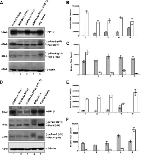 Protein Phosphatase Modulates The Function Of Pax A Transcription