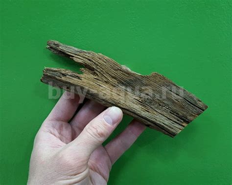 Мангровая коряга