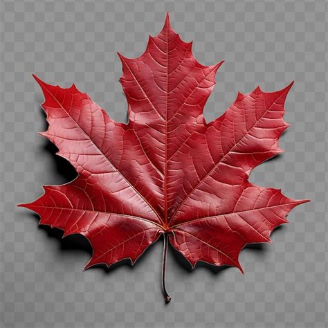 Premium Psd A Red Maple Leaf With A Red Leaf On It