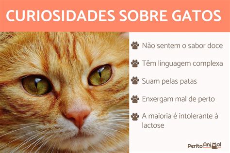 10 Fatos Sobre Gatos Que Você Não Sabia