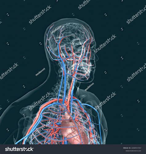 Circulatory System Consists Blood Vessels That Stock Illustration 2244557357 | Shutterstock