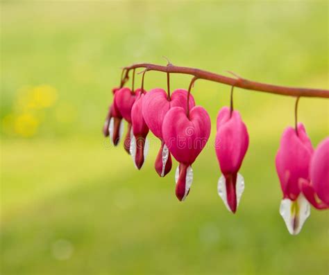 Red Heart Shaped Flowers stock photo. Image of herb, flowers - 54065622