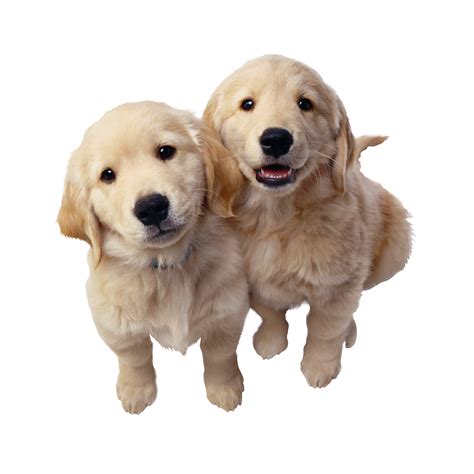 Labrador Retriever Png