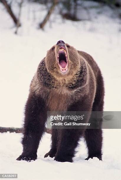 Grizzly Bear Teeth Photos and Premium High Res Pictures - Getty Images