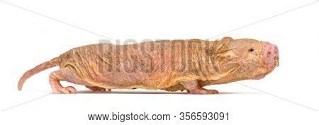 Side View Naked Mole Image Photo Free Trial Bigstock