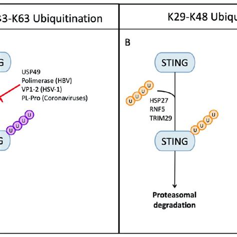 Sting Ubiquitination A K K K K K Ubiquitination Is Required