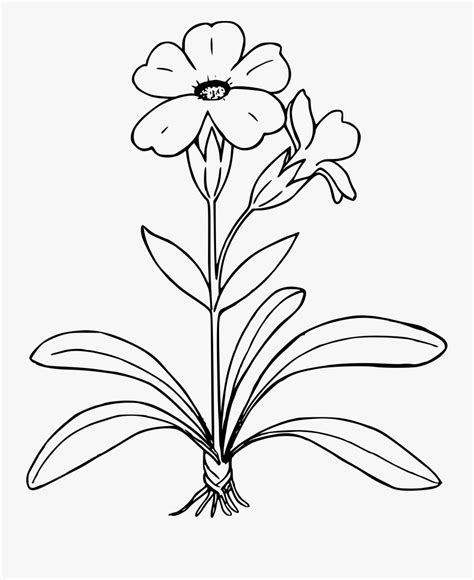 Transparent Parts Of A Flower Clipart Flower Plant Black And White