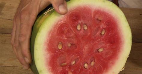 The return of an heirloom watermelon - CBS News