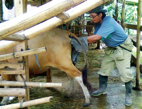 Waspada Kasus Prolapsus Uteri Pada Sapi DIORAMA PENYULUHAN DAN