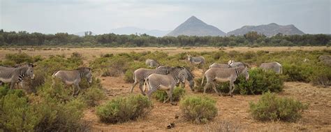 Safari Samburu National Reserve | Fees, Game Prices [2025]