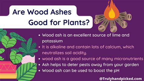 Are Ashes Good for Plants? Wood Ash as Fertilizer -Plant Care 365