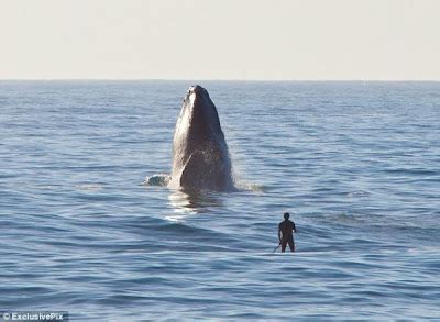 Increíbles fotos de un surfista que se acercó demasiado a una ballena