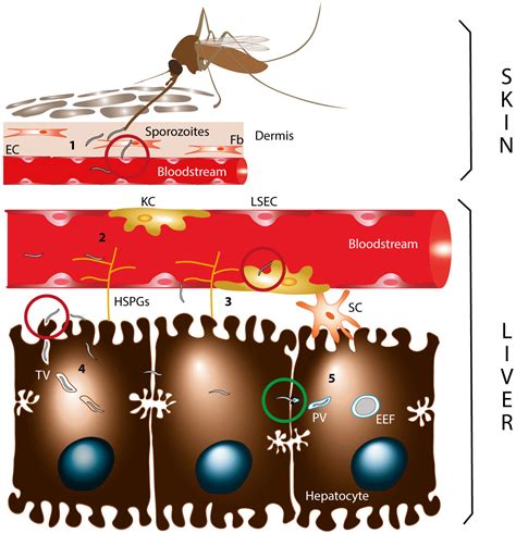 Plasmodium Sporozoites On The Move Switching From Cell Traversal To