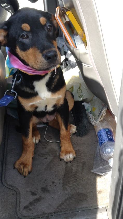 Border collie and Rottweiler mix | Rottweiler mix, Rottweiler, Animals