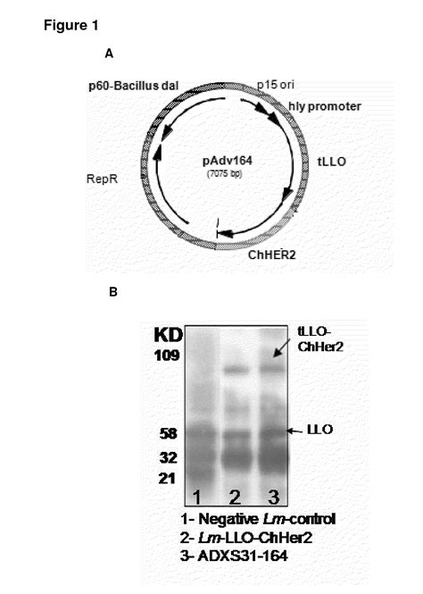 Compositions And Methods For Prevention Of Escape Mutation In The