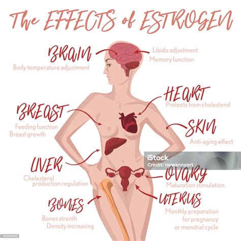 Estrogen Effects Infographic Stock Illustration - Download Image Now ...