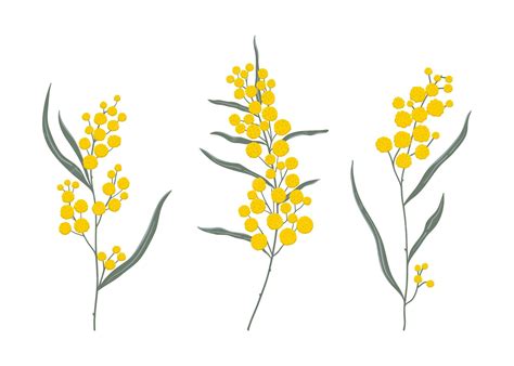 premium vector simple hand drawn golden wattle branches set national
