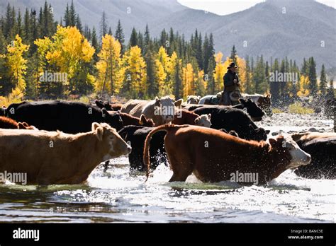 Cowboy Herding Cattle Across River Alberta Canada Stock Photo Alamy