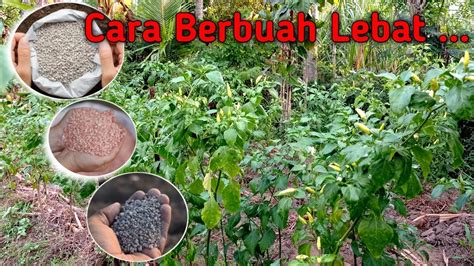 Cara Merawat Tanaman Cabe Agar Berbuah Lebat Umur Sampai Bulan