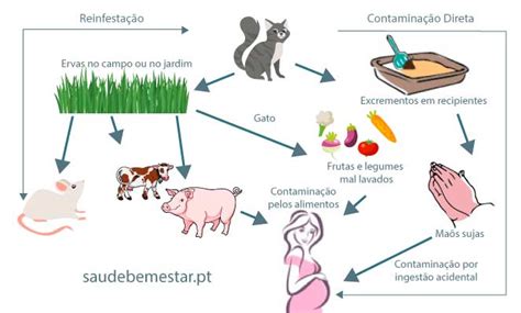 Toxoplasmose Causas E Sintomas Dicas Aqui Verloop Io