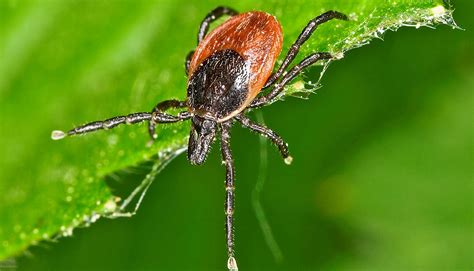 6 Tips To Protect Yourself From Ticks Futurity