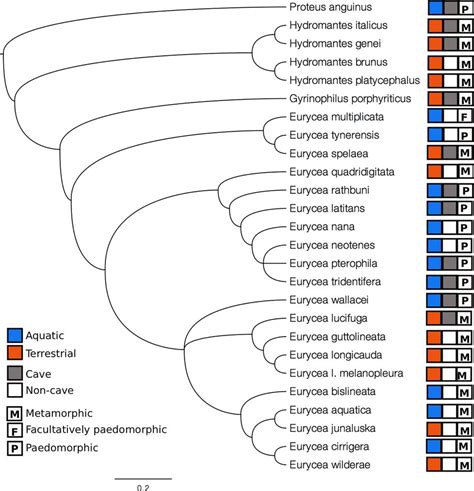 Phylogenetic tree of the Eurycea and outgroups. Tree was obtained from... | Download Scientific ...