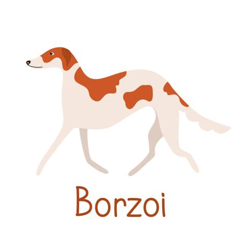 Russian Borzoi Cartoons Illustrations Royalty Free Vector Graphics