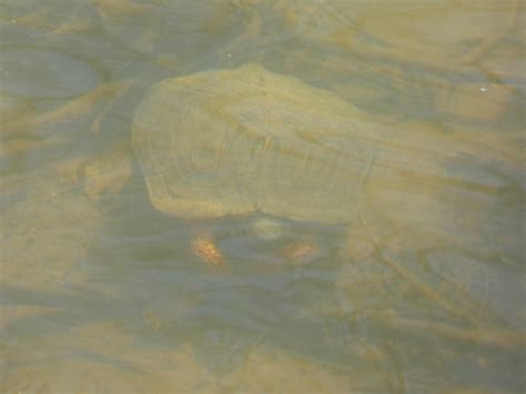 Glyptemys Agassiz, 1857