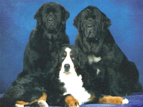 Newfoundland Puppies For Sale